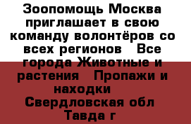 Зоопомощь.Москва приглашает в свою команду волонтёров со всех регионов - Все города Животные и растения » Пропажи и находки   . Свердловская обл.,Тавда г.